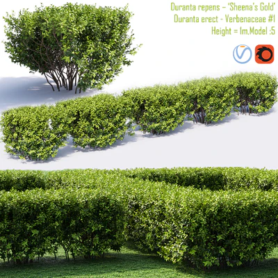 Duranta repens - 'Sheena's Gold'- Duranta erect # 1 — Ver 1