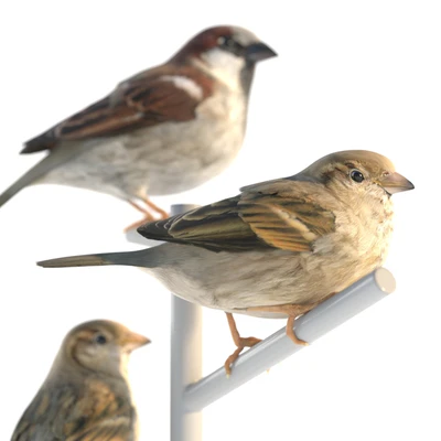 House Sparrow / 2 — Ver 3