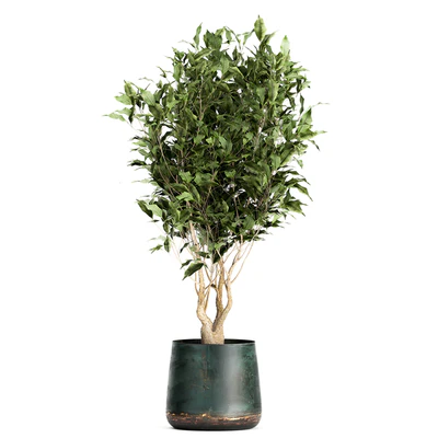 Collection of tree plants in outdoor metal rusty pots Banana palm, . Set 949. — Ver 5