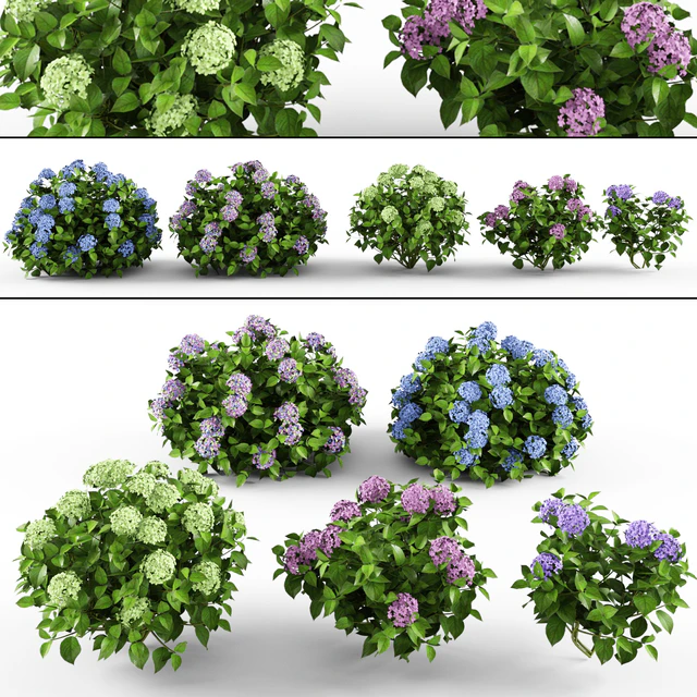 Hydrangea — Descargar
