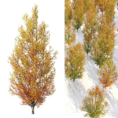 Autumn pear tree 02 — Ver 5