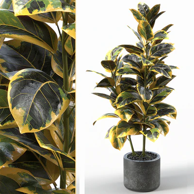 Rubber Tree 004 — Вид 1