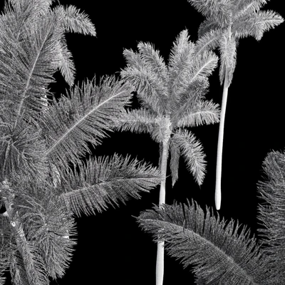 New Plant High detail Roystonea Regia — Вид 5
