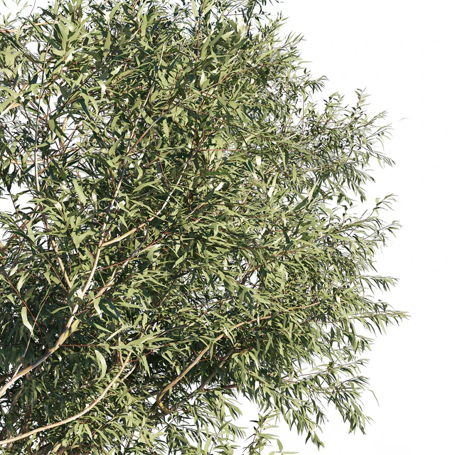 Eucalyptus 6 — Скачать
