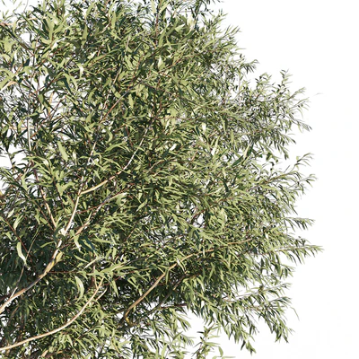 Eucalyptus 6 — Вид 3