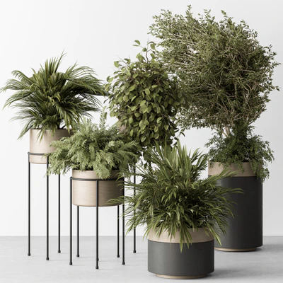 indoor Plant 442 - Tree and Bush — скачать