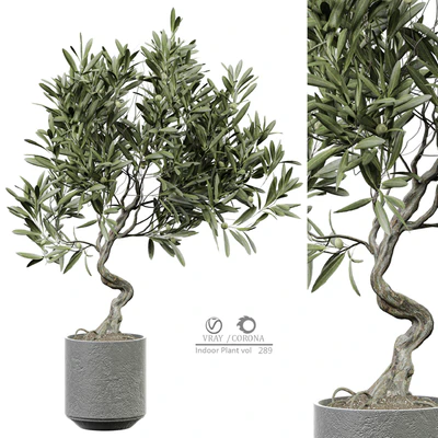 indoor Plant 289 — Вид 1