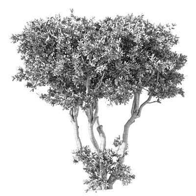 Tree No.65 — Ver 3