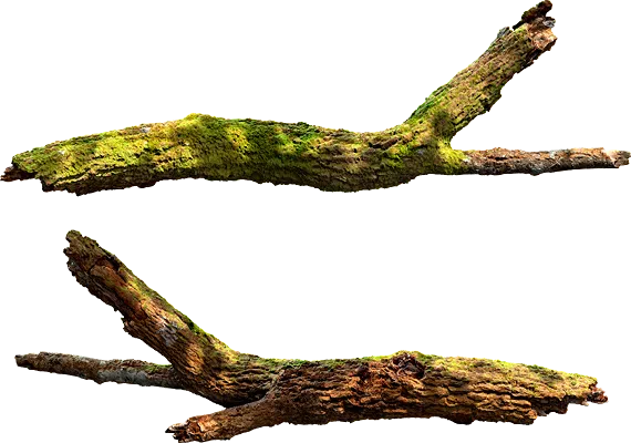 mossy tree branch 002 — Descargar