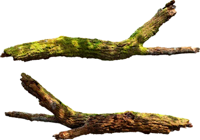 mossy tree branch 002 — Descargar