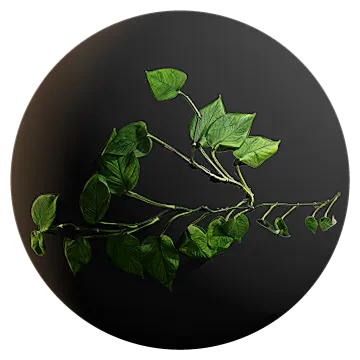 huge money plant vine 001 — Descargar