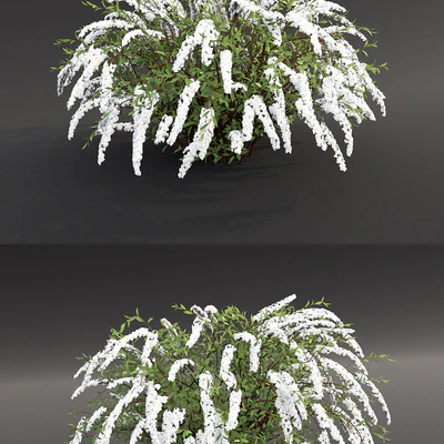 Spirea Grefsheim — Ver 3