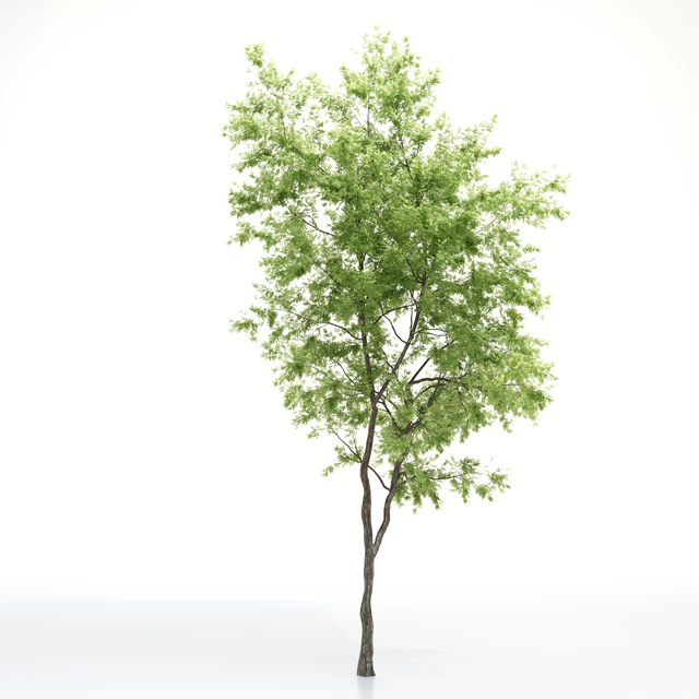 elder tree — Descargar