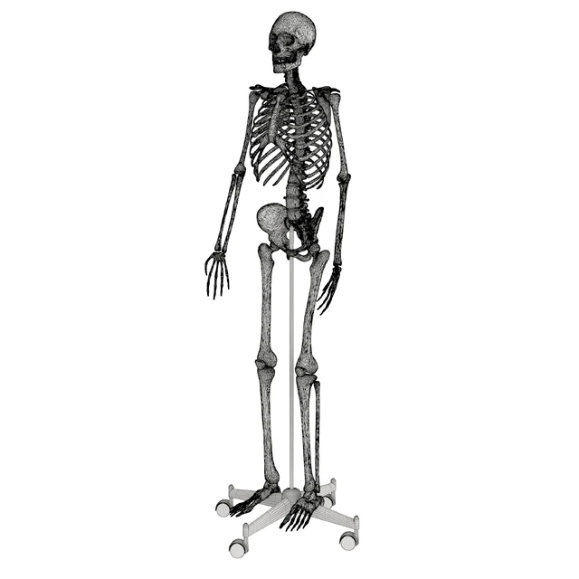 Human skeleton — Descargar