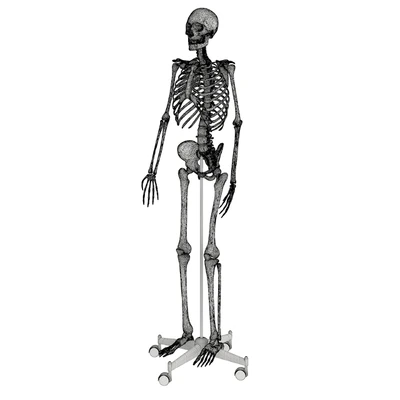 Human skeleton — Ver 5