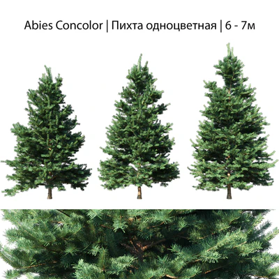Abies Concolor 6 - 7m — Ver 1