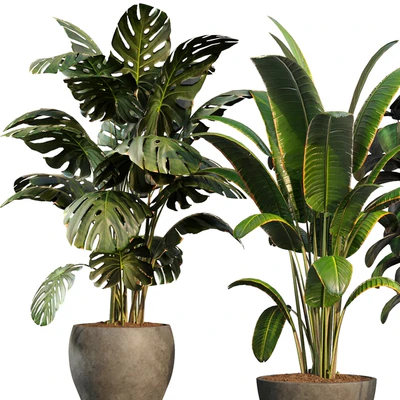 bamboo-Censoria-Indoor plant set 01 — Вид 6