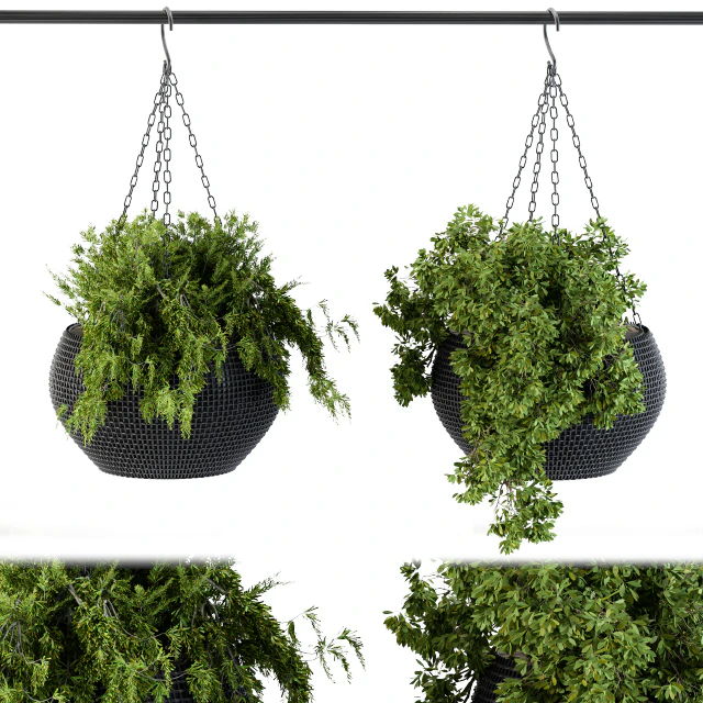 Hanging Plant in Black Pot — Скачать