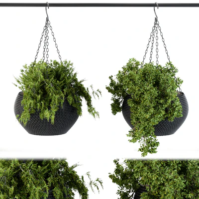 Hanging Plant in Black Pot — Вид 1