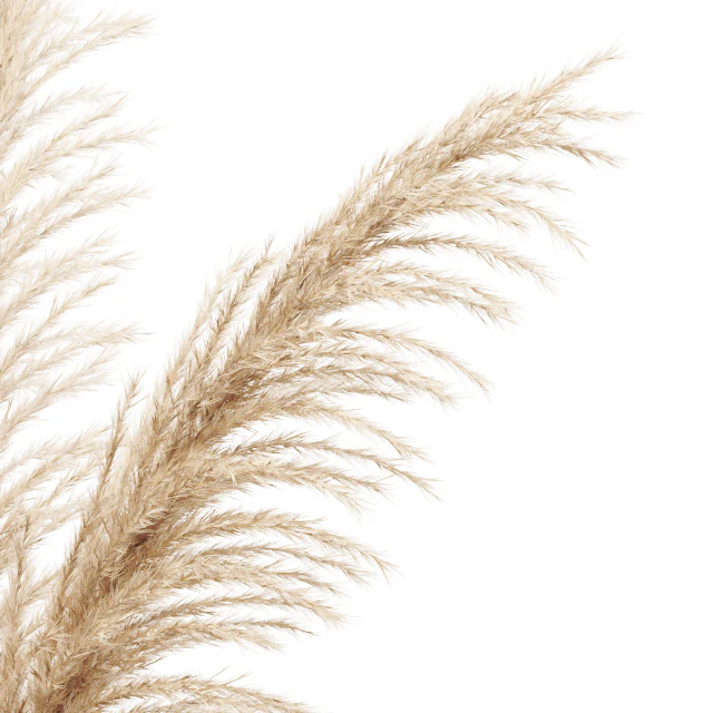 Dried flower pampas grass in glass gold vase — Descargar