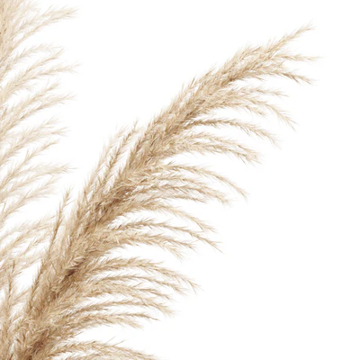 Dried flower pampas grass in glass gold vase — Ver 3