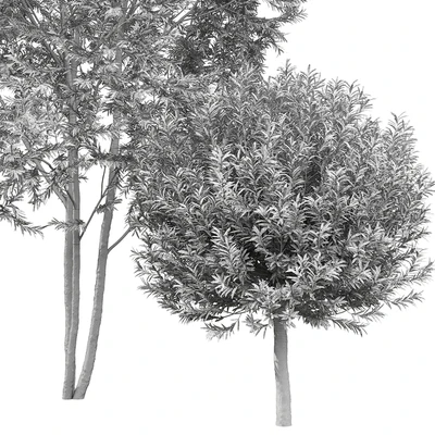 Willow — Вид 4