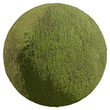forest moss 003 — Скачать
