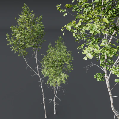 HQ Plants Betula Pendula02 — Ver 4