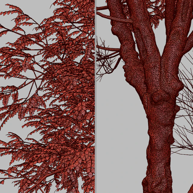 Set of Ghaf Tree (Prosopis cineraria) (2 Trees) — Descargar
