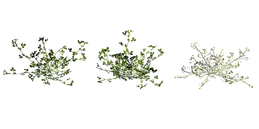 burr clover 001 — Скачать