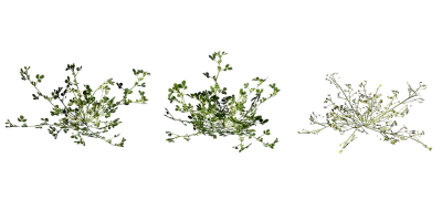 burr clover 001 — download