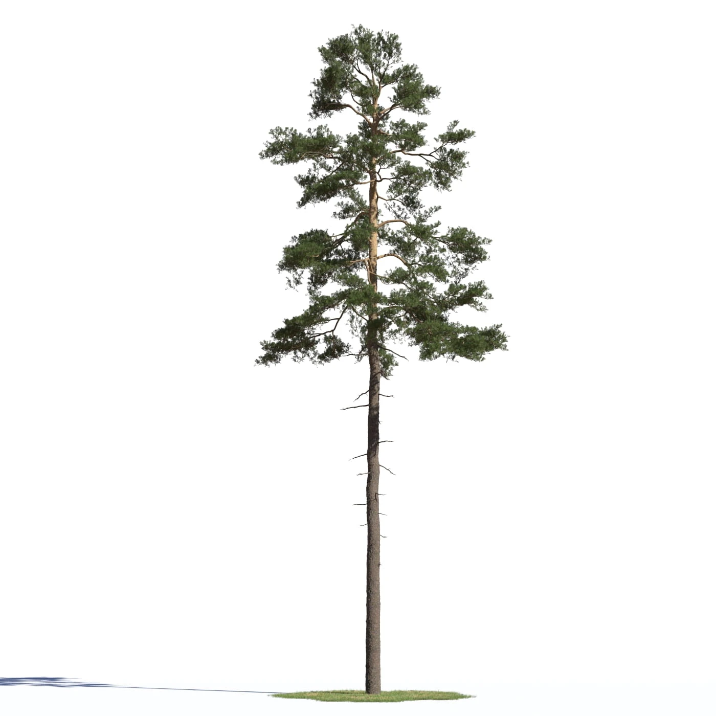 coniferous trees 022 — Скачать