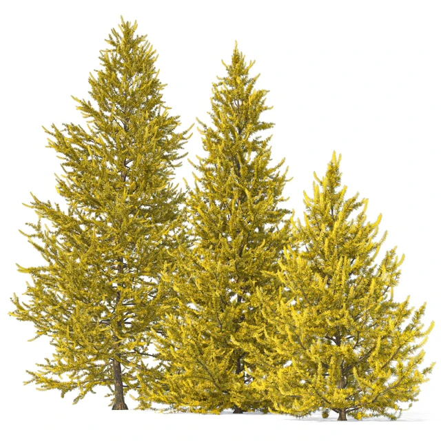 European larch 2 (Larix decidua 2) — Descargar