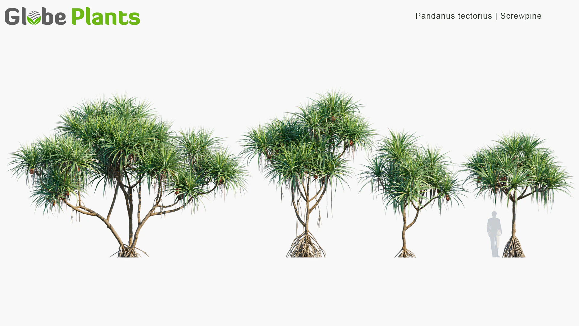 pandanus tectorius — Download