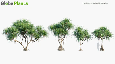 pandanus tectorius — descargar