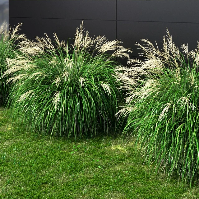 Ornamental grass Miscanthus medium — Descargar