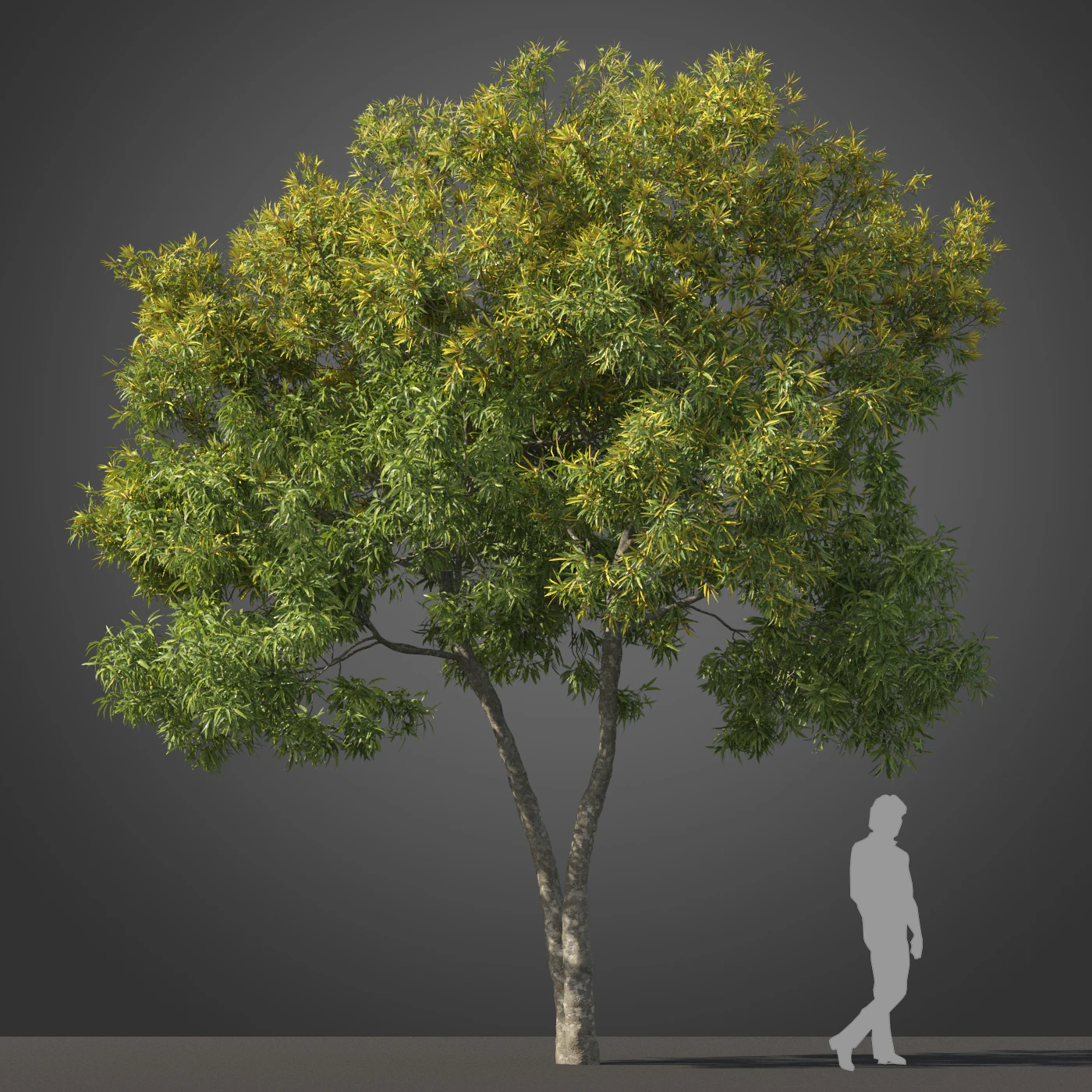 subtropical trees 012 — Descargar