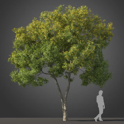subtropical trees 012 — Descargar