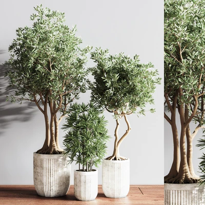 Indoor Set Plsnt14 — Ver 7