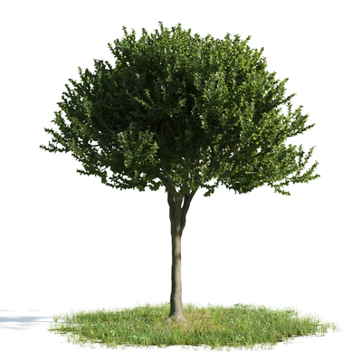 trees 044 — Descargar