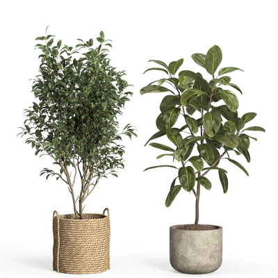 indoor plant set 55- rattan and concrete — Вид 4