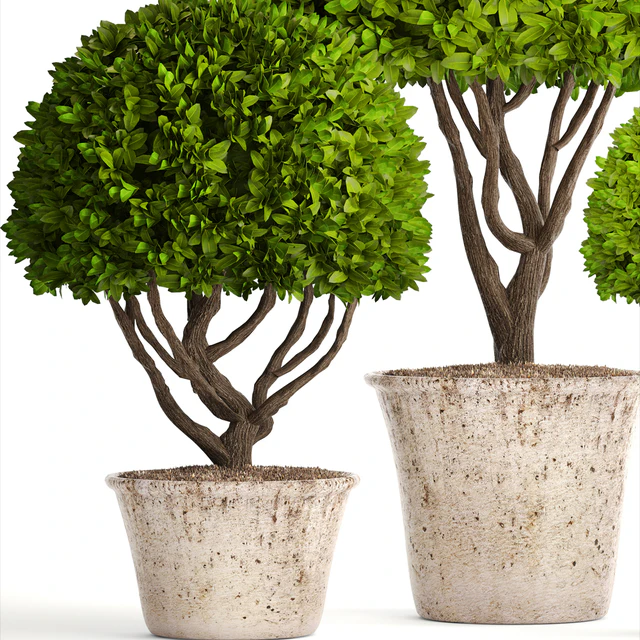 Collection of plants 126. Boxwood topiary, topiary, garden trees, garden plants, pot, outdoor flowerpot, bush, small tree — Descargar