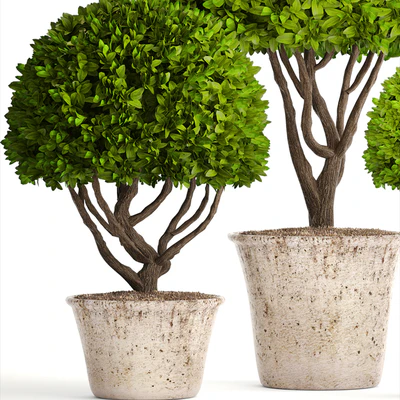 Collection of plants 126. Boxwood topiary, topiary, garden trees, garden plants, pot, outdoor flowerpot, bush, small tree — Ver 3