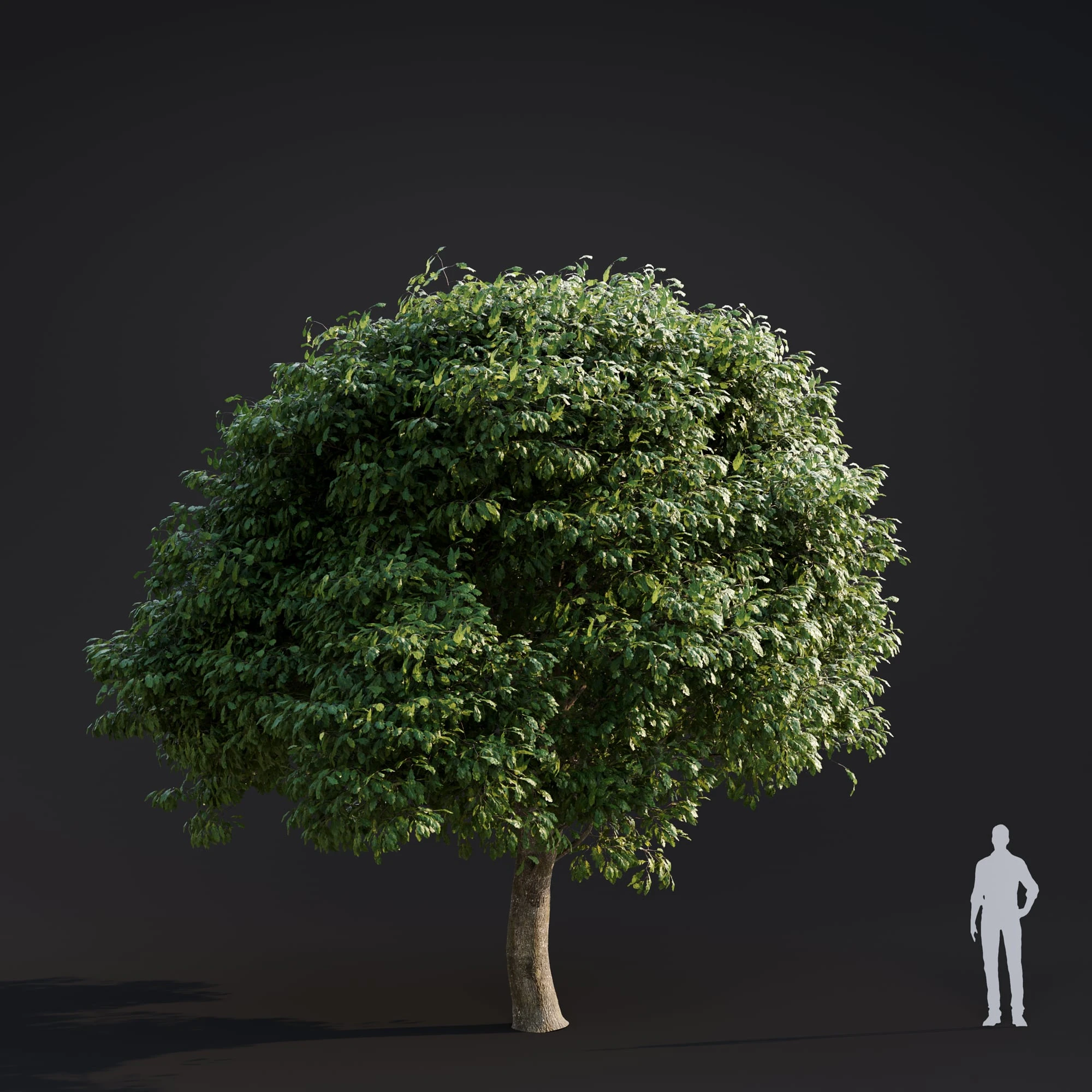 013 quercus robur — Скачать