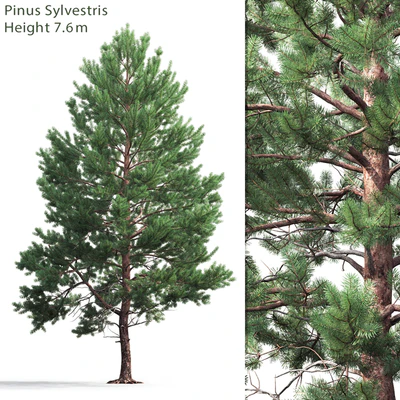 Pine — Вид 1