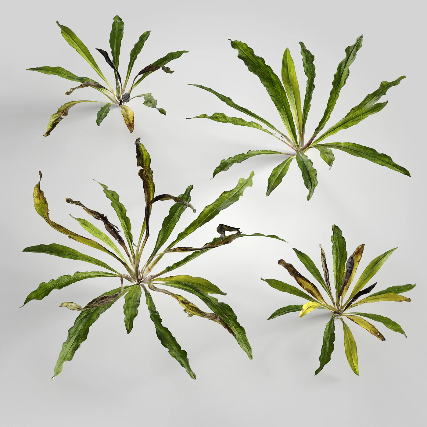 low poly plants 010 — Скачать