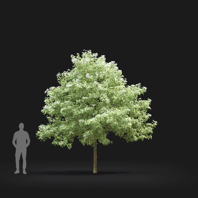Acer Variegatum — Descargar