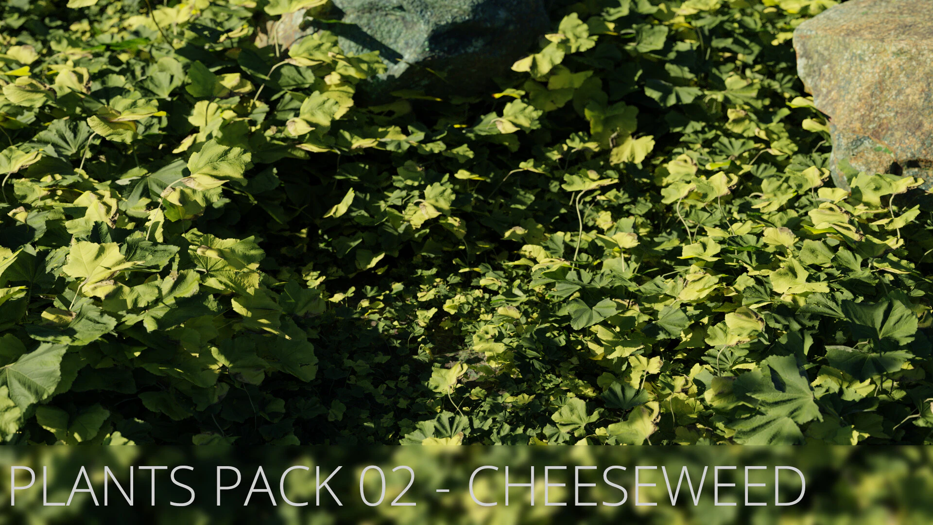 plants pack 002 cheeseweed — Скачать