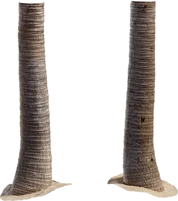 palm tree trunk 005 — Descargar