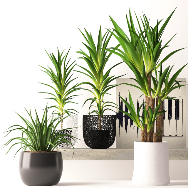 Houseplant set — Скачать